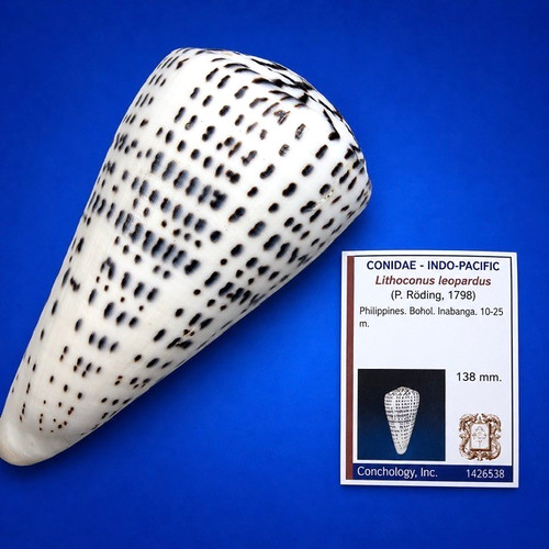Conus leopardus giant - giant, 138.0mm