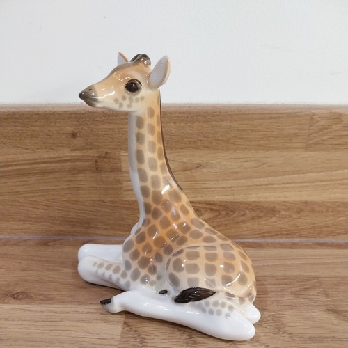 Lomonosov baby giraffe - lomonosov,