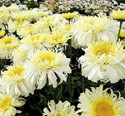 Leucathemum superbum real - x, 'real