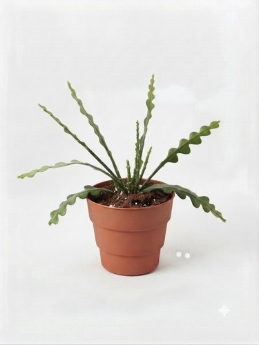 Fishbone cactus epiphyllum - cactus, (epiphyllum