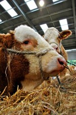 Pedigree Simmental Cow Cattle