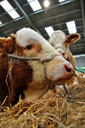 Pedigree simmental cow cattle - pedigree,