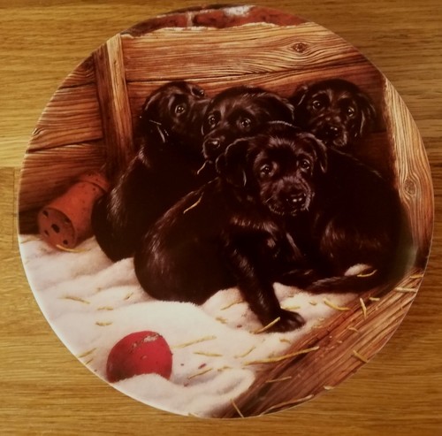 Black labrador puppies - black,