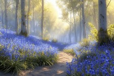 BLUEBELL WOODLAND FOREST CANVAS PICTURE PRINT WALL ART