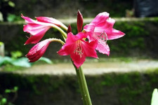 Crinum 'Ellen Bosanquet' -