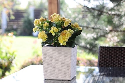 Square rattan plant - rattan, pot