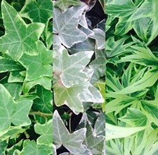 Hedera Ivy x 3 English Ivy