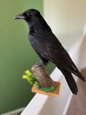 Taxidermy A Huge Crow, This Is