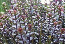 Hebe Champion1 x 2.5 litre pot