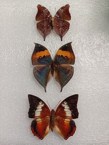 Leaf butterfly set specimen - leaf,