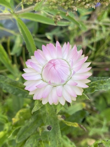 Helichrysum silvery rose - 10,