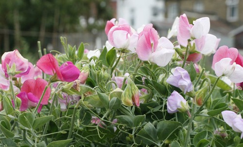 Sweet pea dwarf cupid mix - sweet,