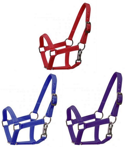 Miniature horse foal size - or,
