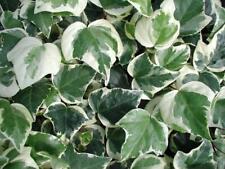 Hedera (Trailing Ivy) 'Gloire