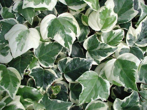 Hedera gloire - hedera, (trailing
