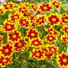 Coreopsis Solar Jewel Tickseed
