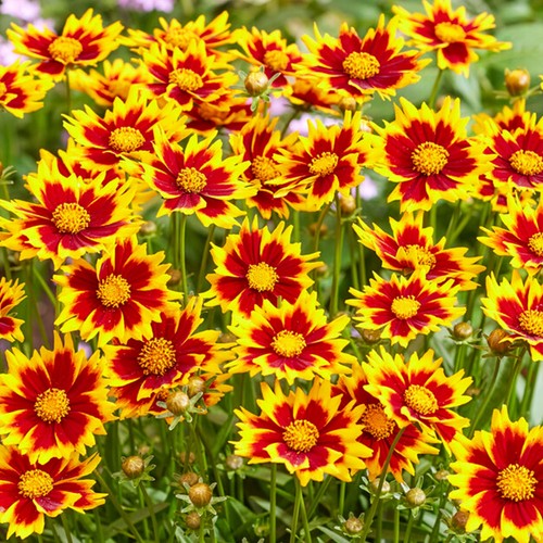 Coreopsis solar jewel tickseed - solar,