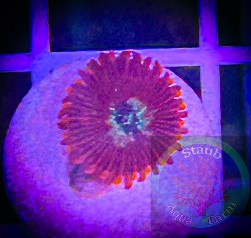 Saf magician zoanthid coral - saf~magician,