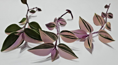 Tradescantia tricolor - tradescantia,
