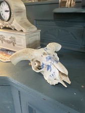 Real Ram Skull With Horns And Decoupage