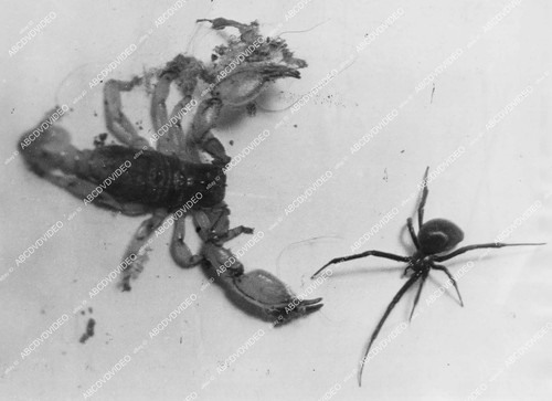 1934 animals black widow - (,