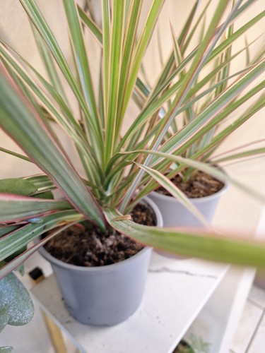 Tropical dragon tree - dragon,
