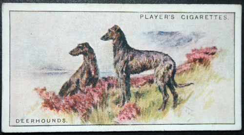 Scottish deerhound vintage - deerhound,