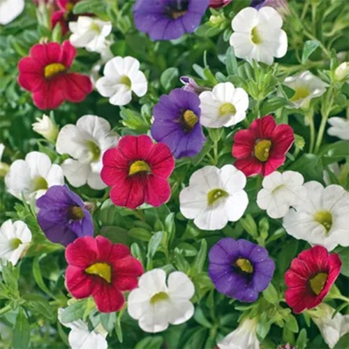 Trio early tricolore outdoor - trio, |