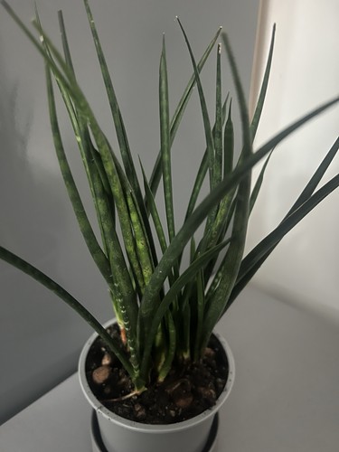 Sansevieria mikado cylindrical - sansevieria,