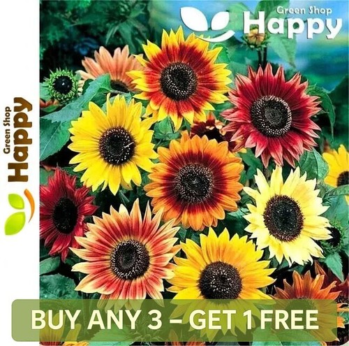 Sunflower summer beauty - -,