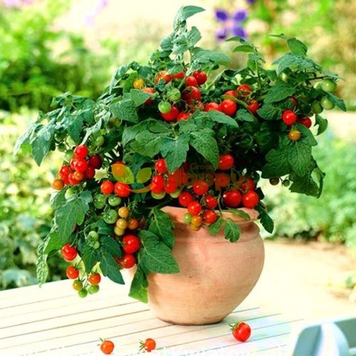 Tomato cherry maskotka - 3x,