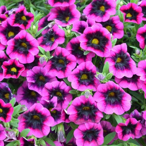 Calibrachoa plug plants
