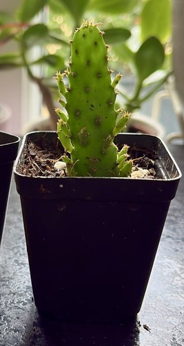 Joseph coat cactus opuntia - cactus, (opuntia