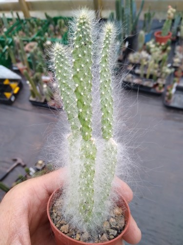Opuntia engelmannii var