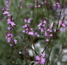 Verbena bonariensis