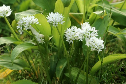 Wild garlic seeds 1g - -,