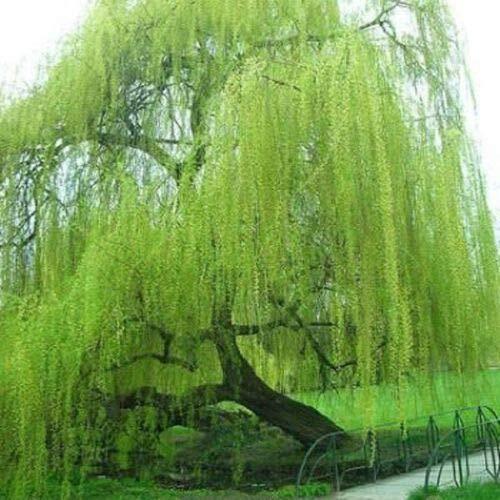 Bright green willow tree - 5,