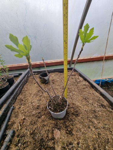 Fig tree organically grown - fig, tree.