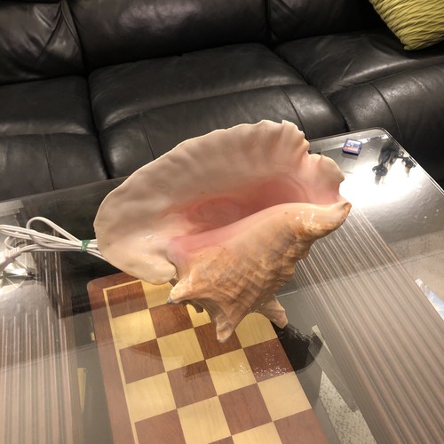Giant conch shell with lamp - conch,