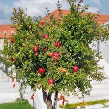 2x Pomegranate Tree 'Punica granatum' in 1 Litre Pot 30-40cm Tall (2 yeas old)