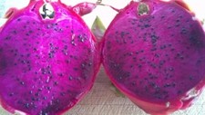 Dragon Fruit (Hylocereus