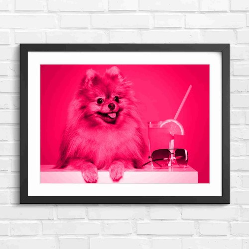 Cute fluffy brown pomeranian - cute,
