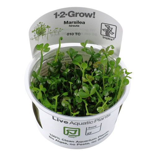 Tropica marsilea hirsuta - marsilea,
