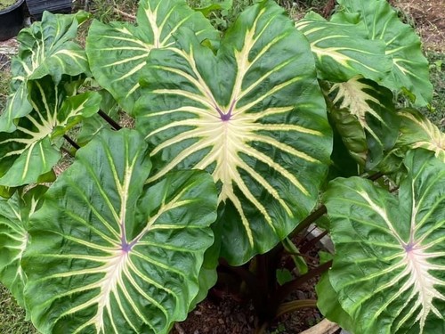 Colocasia white lava - x,