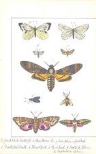 c1840 Antique Print BUTTERFLY MOTH HORNET GHOST DEATH'S HEAD WHITE (CNH74)