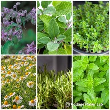 Herb Plug Plant Pack x 6