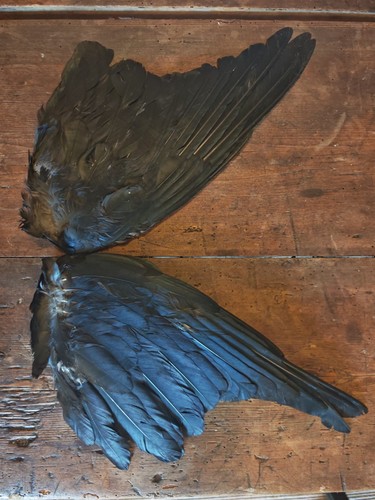 Crow wings dried - wings,