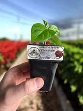 Carolina Reaper Chocolate