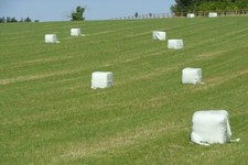 Photo 6x4 Silage recently cut