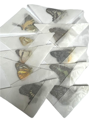Real unmounted butterflies - real,